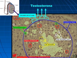 Testosterona
 