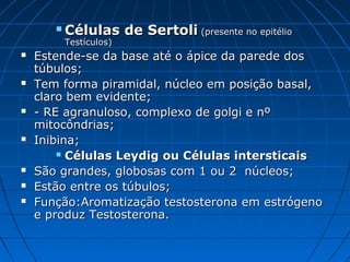  Células de SertoliCélulas de Sertoli (presente no epitélio(presente no epitélio
Testículos)Testículos)
 Estende-se da base até o ápice da parede dosEstende-se da base até o ápice da parede dos
túbulos;túbulos;
 Tem forma piramidal, núcleo em posição basal,Tem forma piramidal, núcleo em posição basal,
claro bem evidente;claro bem evidente;
 - RE agranuloso, complexo de golgi e nº- RE agranuloso, complexo de golgi e nº
mitocôndrias;mitocôndrias;
 Inibina;Inibina;
 Células Leydig ou Células intersticaisCélulas Leydig ou Células intersticais
 São grandes, globosas com 1 ou 2 núcleos;São grandes, globosas com 1 ou 2 núcleos;
 Estão entre os túbulos;Estão entre os túbulos;
 Função:Aromatização testosterona em estrógenoFunção:Aromatização testosterona em estrógeno
e produz Testosterona.e produz Testosterona.
 