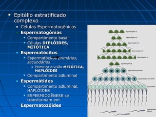  Epitélio estratificadoEpitélio estratificado
complexocomplexo
• Células EspermatogênicasCélulas Espermatogênicas
• EspermatogôniasEspermatogônias
 Compartimento basalCompartimento basal
 CélulasCélulas DIPLÓIDES,DIPLÓIDES,
MITÓTICAMITÓTICA
• EspermatócitosEspermatócitos
 EspermatócitosEspermatócitos primários,primários,
secundáriossecundários
• Primeira divisãoPrimeira divisão MEIÓTICA,MEIÓTICA,
HAPLÓIDESHAPLÓIDES
 Compartimento adluminalCompartimento adluminal
• EspermátidesEspermátides
 Compartimento adluminal,Compartimento adluminal,
HAPLÓIDESHAPLÓIDES
 ESPERMIOGÊNESE seESPERMIOGÊNESE se
transformam emtransformam em
• EspermatozóidesEspermatozóides
 