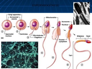 ESPERMIOGÊNESE
 