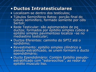 • Ductos IntratesticularesDuctos Intratesticulares
• Localizam-se dentro dos testículos;Localizam-se dentro dos testículos;
• Túbulos Seminíferos Retos: porção final doTúbulos Seminíferos Retos: porção final do
túbulo seminífero, formado somente por célstúbulo seminífero, formado somente por céls
Sertoli;Sertoli;
• Rede Testicular: são aglomerados de pqRede Testicular: são aglomerados de pq
ductos; formados por epitélio simples cúbico aductos; formados por epitélio simples cúbico a
epitélio simples pavimentoso localiza –se noepitélio simples pavimentoso localiza –se no
mediastino testicular;mediastino testicular;
• Ductos Eferentes: caminho do SPTZ até oDuctos Eferentes: caminho do SPTZ até o
epidídimo;epidídimo;
• Revestimento: epitélio simples cilíndrico aRevestimento: epitélio simples cilíndrico a
pseudo-estratificado, se unem formam o ductopseudo-estratificado, se unem formam o ducto
ependidimário;ependidimário;
• Ducto Ependidimário: Contém Epitélio pseudo-Ducto Ependidimário: Contém Epitélio pseudo-
estratificado com “estereocílios”, ao redor doestratificado com “estereocílios”, ao redor do
epitélio músculo liso.epitélio músculo liso.
 