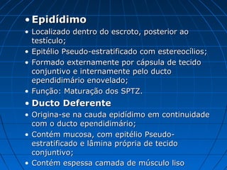 • EpidídimoEpidídimo
• Localizado dentro do escroto, posterior aoLocalizado dentro do escroto, posterior ao
testículo;testículo;
• Epitélio Pseudo-estratificado com estereocílios;Epitélio Pseudo-estratificado com estereocílios;
• Formado externamente por cápsula de tecidoFormado externamente por cápsula de tecido
conjuntivo e internamente pelo ductoconjuntivo e internamente pelo ducto
ependidimário enovelado;ependidimário enovelado;
• Função: Maturação dos SPTZ.Função: Maturação dos SPTZ.
• Ducto DeferenteDucto Deferente
• Origina-se na cauda epidídimo em continuidadeOrigina-se na cauda epidídimo em continuidade
com o ducto ependidimário;com o ducto ependidimário;
• Contém mucosa, com epitélio Pseudo-Contém mucosa, com epitélio Pseudo-
estratificado e lâmina própria de tecidoestratificado e lâmina própria de tecido
conjuntivo;conjuntivo;
• Contém espessa camada de músculo lisoContém espessa camada de músculo liso
 