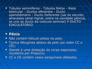  Túbulos seminíferos - Túbulos Retos - RedeTúbulos seminíferos - Túbulos Retos - Rede
testicular - Ductos eferentes - Ductotesticular - Ductos eferentes - Ducto
ependidimário - Ducto Deferente (sai do escroto,ependidimário - Ducto Deferente (sai do escroto,
atravessa canal ingnal, entra na cavidade pélvica,atravessa canal ingnal, entra na cavidade pélvica,
se une ao ducto da vesícula seminal) Þ DUCTOse une ao ducto da vesícula seminal) Þ DUCTO
EJACULÁTORIO.EJACULÁTORIO.
 PênisPênis
 Não contém folículo piloso na pele;Não contém folículo piloso na pele;
 Túnica Albugínea abaixo da pele (ao redor CC eTúnica Albugínea abaixo da pele (ao redor CC e
CE);CE);
 Glande é uma dilatação do corpo esponjoso,Glande é uma dilatação do corpo esponjoso,
recoberta por Prepúcio;recoberta por Prepúcio;
 CC e CE contém vasos sanguíneos dilatadosCC e CE contém vasos sanguíneos dilatados
 
