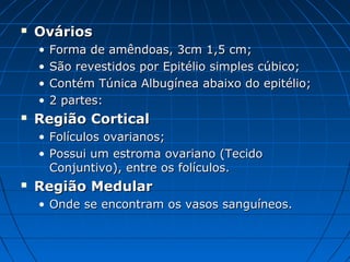  OváriosOvários
• Forma de amêndoas, 3cm 1,5 cm;Forma de amêndoas, 3cm 1,5 cm;
• São revestidos por Epitélio simples cúbico;São revestidos por Epitélio simples cúbico;
• Contém Túnica Albugínea abaixo do epitélio;Contém Túnica Albugínea abaixo do epitélio;
• 2 partes:2 partes:
 Região CorticalRegião Cortical
• Folículos ovarianos;Folículos ovarianos;
• Possui um estroma ovariano (TecidoPossui um estroma ovariano (Tecido
Conjuntivo), entre os folículos.Conjuntivo), entre os folículos.
 Região MedularRegião Medular
• Onde se encontram os vasos sanguíneos.Onde se encontram os vasos sanguíneos.
 