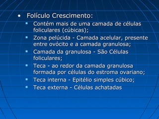 • Folículo Crescimento:Folículo Crescimento:
 Contém mais de uma camada de célulasContém mais de uma camada de células
foliculares (cúbicas);foliculares (cúbicas);
 Zona pelúcida - Camada acelular, presenteZona pelúcida - Camada acelular, presente
entre ovócito e a camada granulosa;entre ovócito e a camada granulosa;
 Camada da granulosa - São CélulasCamada da granulosa - São Células
foliculares;foliculares;
 Teca - ao redor da camada granulosaTeca - ao redor da camada granulosa
formada por células do estroma ovariano;formada por células do estroma ovariano;
 Teca interna - Epitélio simples cúbico;Teca interna - Epitélio simples cúbico;
 Teca externa - Células achatadasTeca externa - Células achatadas
 