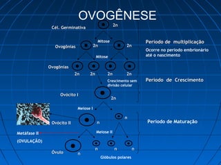OVOGÊNESE
Período de CrescimentoPeríodo de Crescimento
Período de Maturação
Cél. GerminativaCél. Germinativa
OvogôniasOvogônias
OvogôniasOvogônias
Ovócito IOvócito I
Ovócito IIOvócito II
ÓvuloÓvulo
2n2n
2n2n2n2n
Mitose
Mitose
2n2n 2n2n 2n2n 2n2n
2n2n
Meiose I
Meiose II
nn
nn
nn
nn nn nn
Glóbulos polares
Crescimento sem
divisão celular
Metáfase II
(OVULAÇÃO)
Período de multiplicaçãoPeríodo de multiplicação
Ocorre no período embrionário
até o nascimento
 