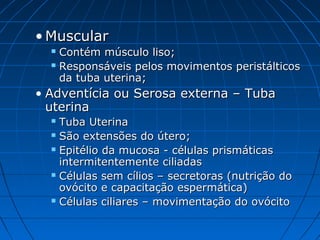 • MuscularMuscular
 Contém músculo liso;Contém músculo liso;
 Responsáveis pelos movimentos peristálticosResponsáveis pelos movimentos peristálticos
da tuba uterina;da tuba uterina;
• Adventícia ou Serosa externa – TubaAdventícia ou Serosa externa – Tuba
uterinauterina
 Tuba UterinaTuba Uterina
 São extensões do útero;São extensões do útero;
 Epitélio da mucosa - células prismáticasEpitélio da mucosa - células prismáticas
intermitentemente ciliadasintermitentemente ciliadas
 Células sem cílios – secretoras (nutrição doCélulas sem cílios – secretoras (nutrição do
ovócito e capacitação espermática)ovócito e capacitação espermática)
 Células ciliares – movimentação do ovócitoCélulas ciliares – movimentação do ovócito
 