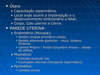  ÚteroÚtero
• Capacitação espermática.Capacitação espermática.
• Local onde ocorre a implantação e oLocal onde ocorre a implantação e o
desenvolvimento embrionário e fetal;desenvolvimento embrionário e fetal;
• Corpo, Colo uterino e CérvixCorpo, Colo uterino e Cérvix
 PAREDE UTERINA:PAREDE UTERINA:
• Endométrio (Mucosa);Endométrio (Mucosa);
 Epitélio simples prismático ciliado;Epitélio simples prismático ciliado;
 Epitélio altamente glandular - muco, lipídeos,Epitélio altamente glandular - muco, lipídeos,
Proteína;Proteína;
 Lâmina Própria - Tecido Conjuntivo Frouxo - célulasLâmina Própria - Tecido Conjuntivo Frouxo - células
de defesa;de defesa;
• Miométrio:Miométrio:
 Camada muscular lisoCamada muscular liso
 Contrações uterinas (transporte espermático)Contrações uterinas (transporte espermático)
• Perimétrio:Perimétrio:
 Camada serosaCamada serosa
 