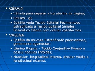  CÉRVIXCÉRVIX
• Válvula para separar a luz uterina da vagina;Válvula para separar a luz uterina da vagina;
• Células - gl;Células - gl;
• Epitélio vária Tecido Epitelial PavimentosoEpitélio vária Tecido Epitelial Pavimentoso
Estratificado a Tecido Epitelial SimplesEstratificado a Tecido Epitelial Simples
Prismático Ciliado com células caliciformes.Prismático Ciliado com células caliciformes.
 VAGINAVAGINA
• Epitélio da mucosa Estratificado pavimentoso,Epitélio da mucosa Estratificado pavimentoso,
geralmente aglandular;geralmente aglandular;
• Lâmina Própria – Tecido Conjuntivo Frouxo eLâmina Própria – Tecido Conjuntivo Frouxo e
possui nódulos linfóides;possui nódulos linfóides;
• Muscular: longitudinal interna, circular média eMuscular: longitudinal interna, circular média e
longitudinal externa.longitudinal externa.
 