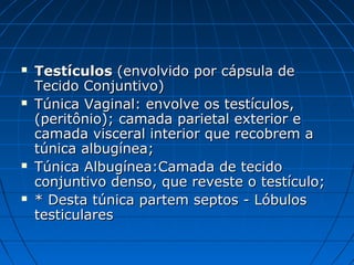  TestículosTestículos (envolvido por cápsula de(envolvido por cápsula de
Tecido Conjuntivo)Tecido Conjuntivo)
 Túnica Vaginal: envolve os testículos,Túnica Vaginal: envolve os testículos,
(peritônio); camada parietal exterior e(peritônio); camada parietal exterior e
camada visceral interior que recobrem acamada visceral interior que recobrem a
túnica albugínea;túnica albugínea;
 Túnica Albugínea:Camada de tecidoTúnica Albugínea:Camada de tecido
conjuntivo denso, que reveste o testículo;conjuntivo denso, que reveste o testículo;
 * Desta túnica partem septos - Lóbulos* Desta túnica partem septos - Lóbulos
testicularestesticulares
 