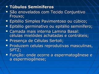  Túbulos SeminíferosTúbulos Seminíferos
 São enovelados com Tecido ConjuntivoSão enovelados com Tecido Conjuntivo
Frouxo;Frouxo;
 Epitélio Simples Pavimentoso ou cúbico;Epitélio Simples Pavimentoso ou cúbico;
 Epitélio germinativo ou epitélio seminífero;Epitélio germinativo ou epitélio seminífero;
 Camada mais interna Lamina Basal:Camada mais interna Lamina Basal:
células mielóides achatadas e contráteis;células mielóides achatadas e contráteis;
 Presença de Células Sertoli;Presença de Células Sertoli;
 Produzem celulas reprodutivas masculinas,Produzem celulas reprodutivas masculinas,
SPTZ;SPTZ;
 Função: onde ocorre a espermatogênese eFunção: onde ocorre a espermatogênese e
a espermiogênese;a espermiogênese;
 
