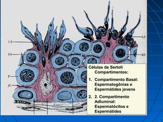 Células de Sertoli
Compartimentos:
1. Compartimento Basal:
Espermatogônias e
Espermátides jovens
2. 2. Compartimento
Adluminal:
Espermatócitos e
Espermátides
 