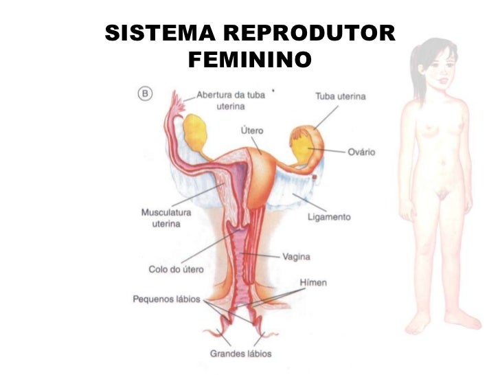 Resultado de imagem para imagem do sistema reprodutor feminino