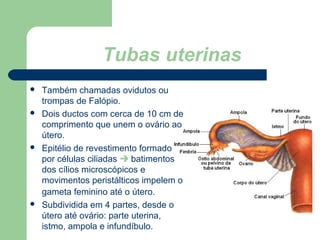 Tubas uterinas
 Também chamadas ovidutos ou
trompas de Falópio.
 Dois ductos com cerca de 10 cm de
comprimento que unem ...