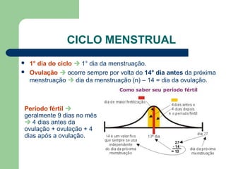 CICLO MENSTRUAL
 1° dia do ciclo  1° dia da menstruação.
 Ovulação  ocorre sempre por volta do 14° dia antes da próxim...