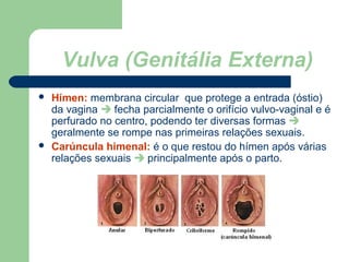 Vulva (Genitália Externa)
 Hímen: membrana circular que protege a entrada (óstio)
da vagina  fecha parcialmente o orifíc...