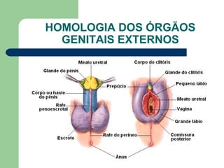 HOMOLOGIA DOS ÓRGÃOS
GENITAIS EXTERNOS
 