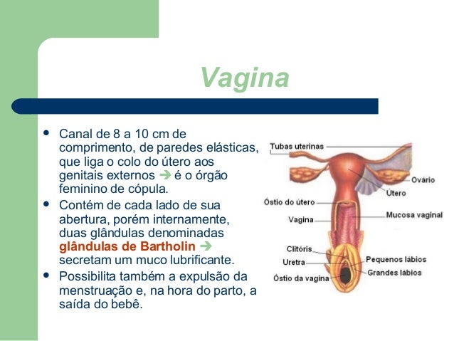 Sistema reprodutor feminino49 e 51