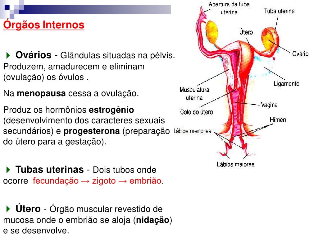 Sistema Reprodutor Humano Feminino