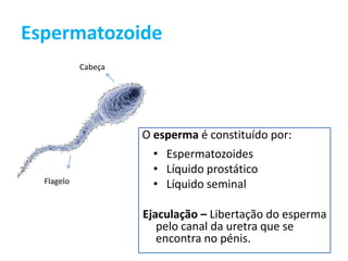 Espermatozoide
            Cabeça




                     O esperma é constituído por:
                       • Espermatozoides
                       • Líquido prostático
  Flagelo              • Líquido seminal

                     Ejaculação – Libertação do esperma
                        pelo canal da uretra que se
                        encontra no pénis.
 