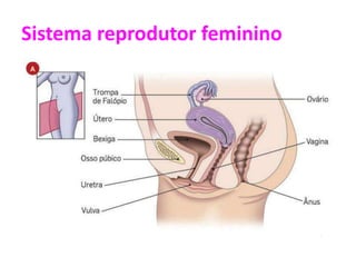 Sistema reprodutor feminino
 