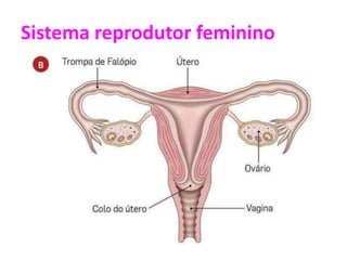 Sistema reprodutor feminino
 