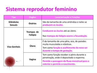 Sistema reprodutor feminino
    Tipo          Órgãos                Caracterização e Funções
 Glândulas                   São do tamanho de uma amêndoa e neles se
                 Ovários
  Sexuais                    produzem os óvulos.

                Trompas de   Conduzem os óvulos até ao útero.
                  Falópio    Nas trompas de falópio ocorre a fecundação.

                             É do tamanho de uma pêra, oco, de paredes
                             muito musculadas e elásticas.
Vias Genitais     Útero
                             Tem como função o acolhimento do novo ser
                             durante o tempo de gestação.
                             Tem como função receber o pénis durante a
                             penetração, onde é depositado o esperma.
                  Vagina
                             Permite a passagem do fluxo menstrual para o
                             exterior e permite o nascimento.
 