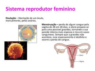 Sistema reprodutor feminino
Ovulação – libertação de um óvulo,
mensalmente, pelos ovários.
                                Menstruação – perda de algum sangue pela
                                vagina de 28 em 28 dias, o útero prepara-se
                                para uma possível gravidez, tornando a sua
                                parede interna mais espessa e rica em vasos
                                sanguíneos. Sempre que a gravidez não
                                acontece, esse espessamento é desfeito e
                                ocorre a perda de sangue.
 