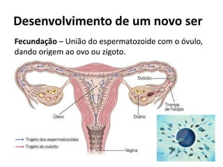 Desenvolvimento de um novo ser
Fecundação – União do espermatozoide com o óvulo,
dando origem ao ovo ou zigoto.
 