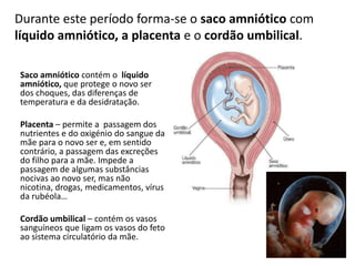 Durante este período forma-se o saco amniótico com
líquido amniótico, a placenta e o cordão umbilical.

Saco amniótico contém o líquido
amniótico, que protege o novo ser
dos choques, das diferenças de
temperatura e da desidratação.

Placenta – permite a passagem dos
nutrientes e do oxigénio do sangue da
mãe para o novo ser e, em sentido
contrário, a passagem das excreções
do filho para a mãe. Impede a
passagem de algumas substâncias
nocivas ao novo ser, mas não
nicotina, drogas, medicamentos, vírus
da rubéola…

Cordão umbilical – contém os vasos
sanguíneos que ligam os vasos do feto
ao sistema circulatório da mãe.
 