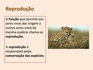 Reprodução
A função que permite aos
seres vivos dar origem a
outros seres vivos da
mesma espécie chama-se
reprodução.

A reprodução é
responsável pelas
conservação das espécies.
 