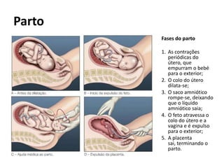 Parto
        Fases do parto

        1. As contrações
           periódicas do
           útero, que
           empurram o bebé
           para o exterior;
        2. O colo do útero
           dilata-se;
        3. O saco amniótico
           rompe-se, deixando
           que o líquido
           amniótico saia;
        4. O feto atravessa o
           colo do útero e a
           vagina e é expulso
           para o exterior;
        5. A placenta
           sai, terminando o
           parto.
 