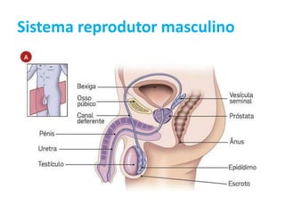 Sistema reprodutor masculino
 