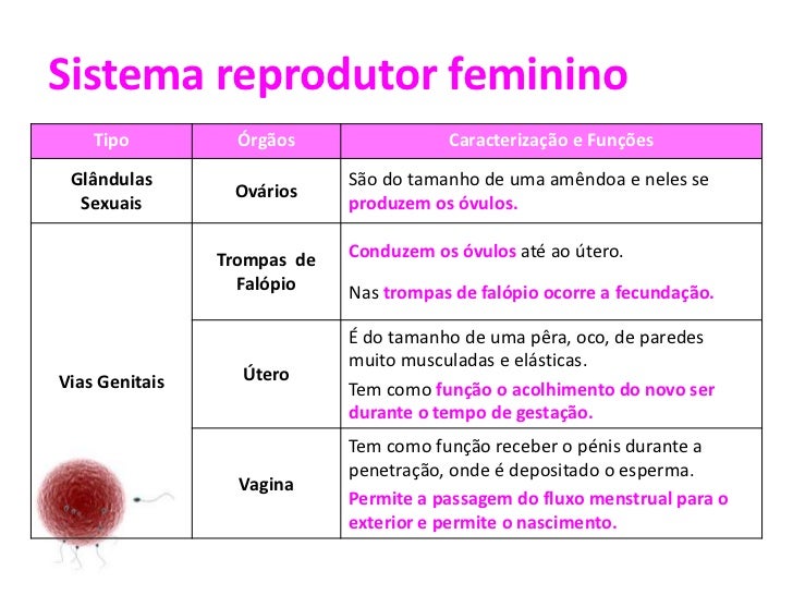Sistema reprodutor humano