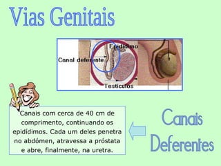 Canais com cerca de 40 cm de
   comprimento, continuando os
epidídimos. Cada um deles penetra
no abdómen, atravessa a próstata
   e abre, finalmente, na uretra.
 