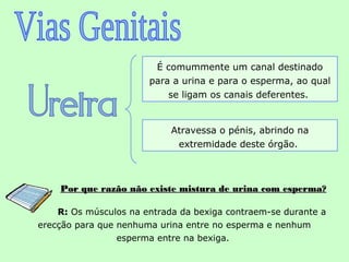 É comummente um canal destinado
                       para a urina e para o esperma, ao qual
                           se ligam os canais deferentes.


                            Atravessa o pénis, abrindo na
                             extremidade deste órgão.



    Por que razão não existe mistura de urina com esperma?

    R: Os músculos na entrada da bexiga contraem-se durante a
erecção para que nenhuma urina entre no esperma e nenhum
                 esperma entre na bexiga.
 