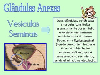 Duas glândulas, sendo cada
     uma delas constituída
 essencialmente por um tubo
    enovelado intensamente
   enrolado sobre si mesmo.
 Segregam o líquido seminal
(líquido que contém frutose e
     serve de nutriente aos
   espermatozóides), que é
 armazenado no seu interior,
sendo eliminado na ejaculação.
 