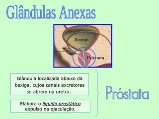 Glândula localizada abaixo da
bexiga, cujos canais excretores
     se abrem na uretra.

  Elabora o líquido prostático
    expulso na ejaculação.
 