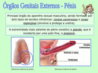 Principal órgão do aparelho sexual masculino, sendo formado por
    dois tipos de tecidos cilíndricos: corpos cavernosos e corpo
              esponjoso (envolve e protege a uretra).

 A extremidade mais saliente do pénis constitui a glande, que é
                                                  glande
           recoberta por uma pele fina, o prepúcio.
                                          prepúcio




   Estrutura externa do pénis.     Estrutura interna do pénis.
 