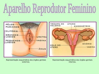 Representação esquemática dos órgãos genitais   Representação esquemática dos órgãos genitais
                 externos.                                        internos.
 