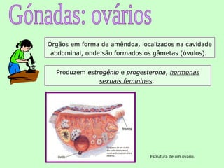 Órgãos em forma de amêndoa, localizados na cavidade
 abdominal, onde são formados os gâmetas (óvulos).


  Produzem estrogénio e progesterona, hormonas
                        progesterona
               sexuais femininas.




                               Estrutura de um ovário.
 