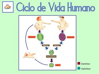 Diplofase

Haplofase
 