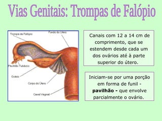 Canais com 12 a 14 cm de
  comprimento, que se
estendem desde cada um
 dos ovários até à parte
   superior do útero.


Iniciam-se por uma porção
    em forma de funil -
  pavilhão - que envolve
  parcialmente o ovário.
 