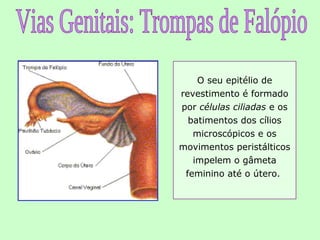 O seu epitélio de
revestimento é formado
por células ciliadas e os
  batimentos dos cílios
   microscópicos e os
movimentos peristálticos
   impelem o gâmeta
 feminino até o útero.
 