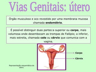 Órgão musculoso e oco revestido por uma membrana mucosa
                 chamada endométrio.

  É possível distinguir duas partes:a superior ou corpo, mais
volumosa onde desembocam as trompas de Falópio; a inferior,
 mais estreita, chamada colo ou cérvix que comunica com a
                             vagina.



                                                  Corpo

                                                  Cérvix


Representação esquemática do
           útero.
 