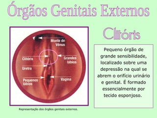 Pequeno órgão de
                                               grande sensibilidade,
                                               localizado sobre uma
                                               depressão na qual se
                                              abrem o orifício urinário
                                                e genital. É formado
                                                essencialmente por
                                                 tecido esponjoso.


Representação dos órgãos genitais externos.
 