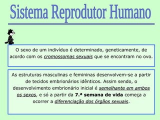O sexo de um indivíduo é determinado, geneticamente, de
acordo com os cromossomas sexuais que se encontram no ovo.



As estruturas masculinas e femininas desenvolvem-se a partir
      de tecidos embrionários idênticos. Assim sendo, o
desenvolvimento embrionário inicial é semelhante em ambos
  os sexos, e só a partir da 7.ª semana de vida começa a
     sexos
         ocorrer a diferenciação dos órgãos sexuais.
                                             sexuais
 