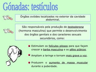 Órgãos ovóides localizados no exterior da cavidade
                    abdominal.

  São responsáveis pela produção de testosterona
(hormona masculina) que permite o desenvolvimento
    dos órgãos genitais e dos caracteres sexuais
               secundários, como:


         Estimulam os folículos pilosos para que façam
         crescer a barba masculina e os pêlos púbicos.
                                              púbicos

         Ampliam a laringe e tornam mais grave a voz.
                                                 voz

         Produzem o aumento de massa muscular
         durante a puberdade.
 