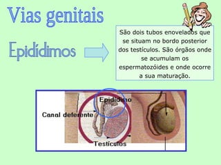 São dois tubos enovelados que
 se situam no bordo posterior
dos testículos. São órgãos onde
        se acumulam os
espermatozóides e onde ocorre
       a sua maturação.
 