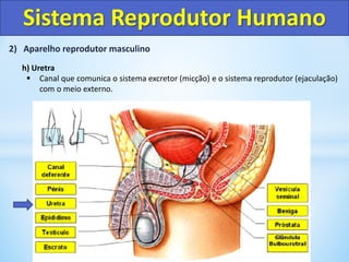 2) Aparelho reprodutor masculino
h) Uretra
 Canal que comunica o sistema excretor (micção) e o sistema reprodutor (ejaculação)
com o meio externo.
Sistema Reprodutor Humano
 